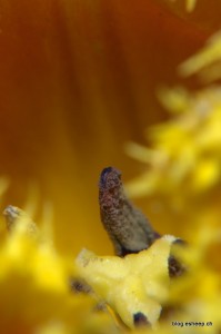 Tulpe